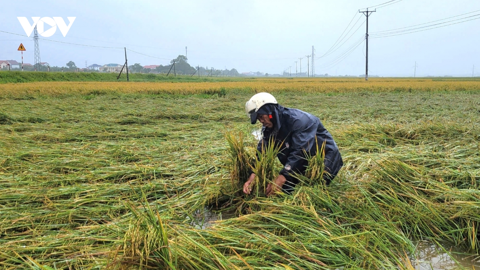 Lúa sắp thu hoạch ngã rạp, ngâm nước sau mưa dông