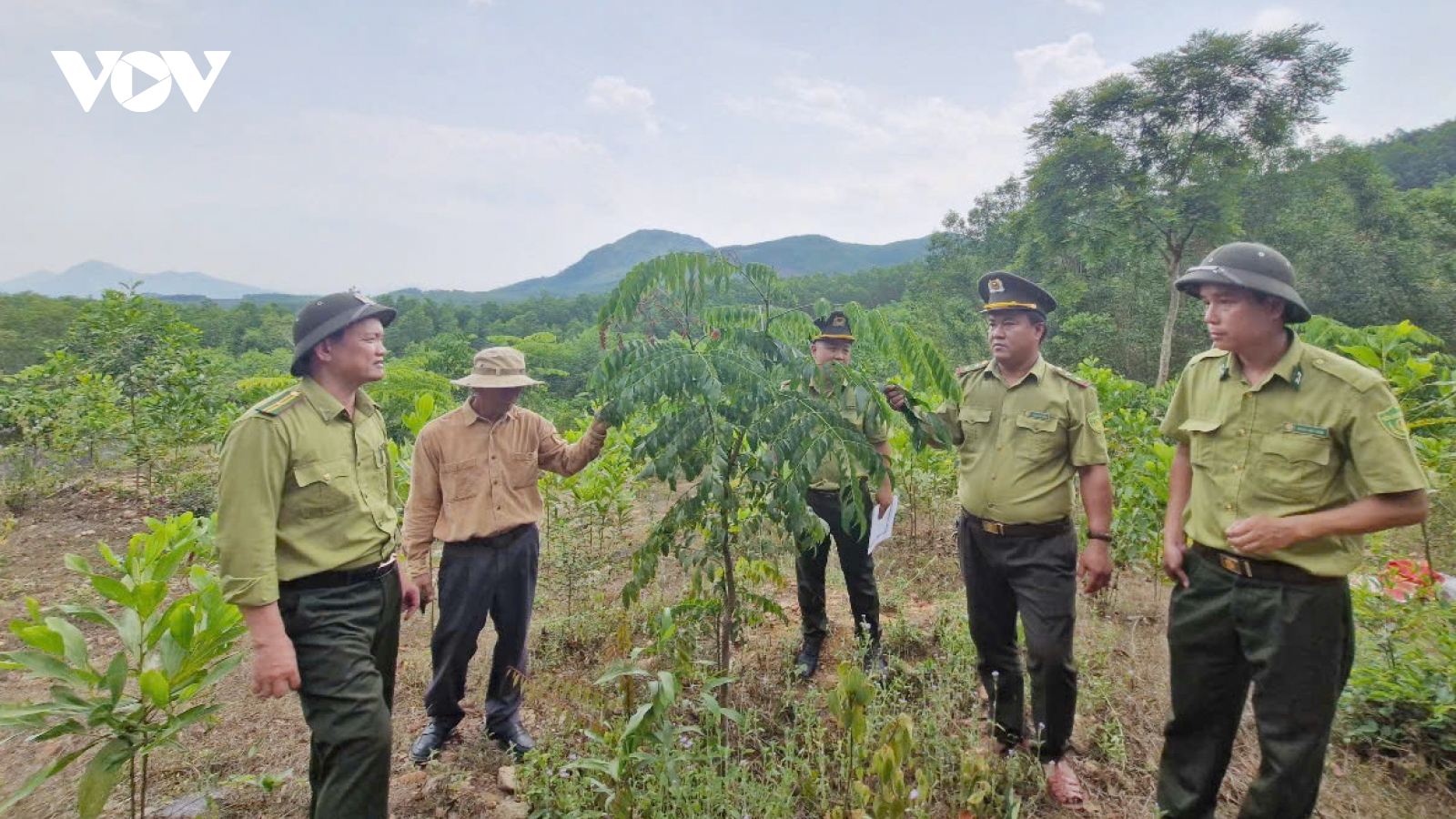 Khuyến khích người dân tham gia trồng rừng gỗ lớn