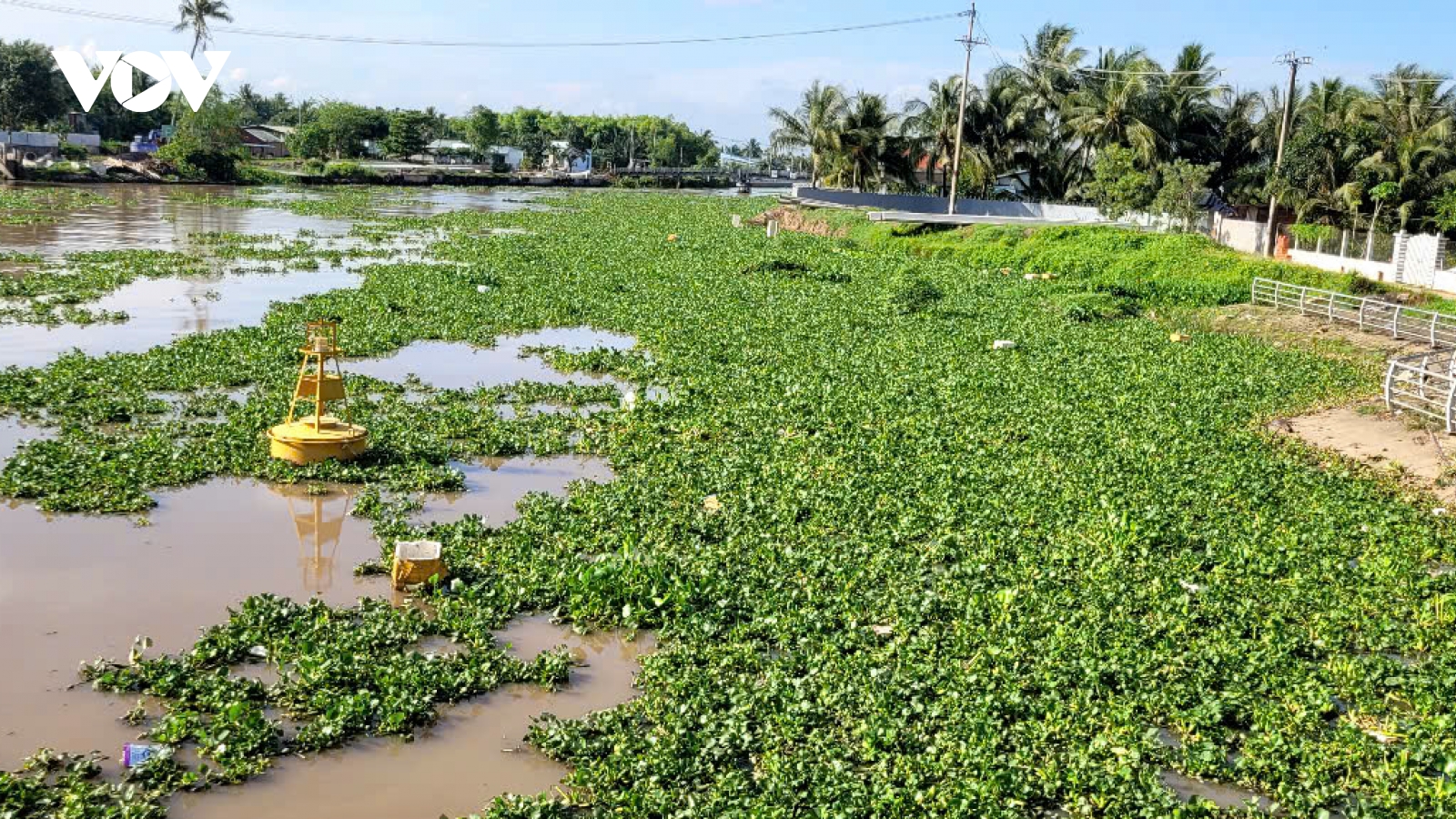 Lục bình dày đặc cản trở giao thông đường thủy ở Tiền Giang