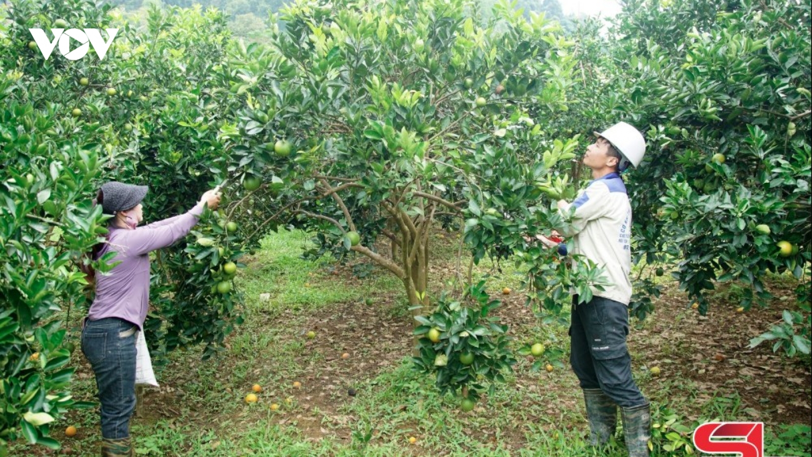 Phù Yên đẩy mạnh phát triển nông nghiệp hữu cơ