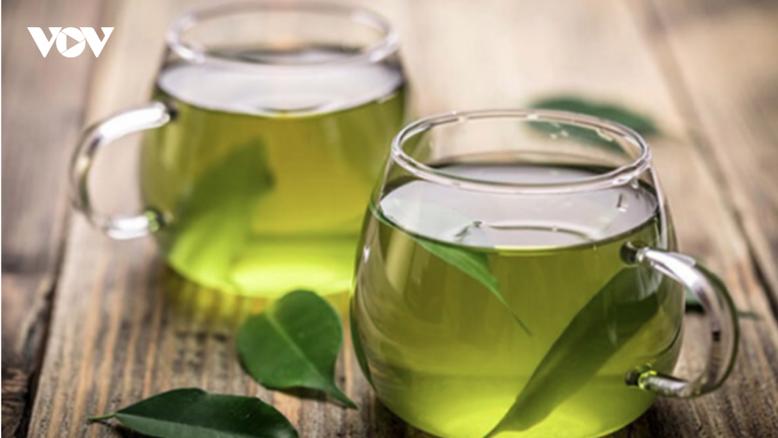 Lá vối được giới Đông y đánh giá cao về tác dụng chữa bệnh