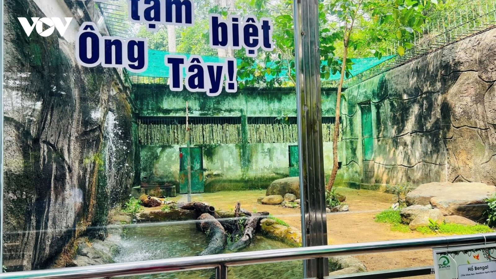 Cặp hổ Bengal song sinh Bình – Dương được tổ chức sinh nhật