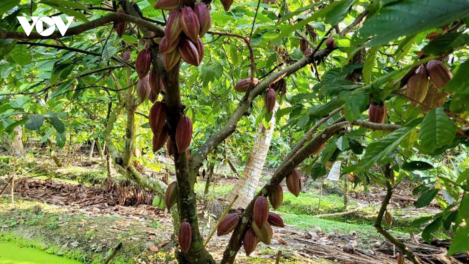 Giá dừa, ca cao ở Tiền Giang tăng cao, nhà vườn trồng lại cây ăn quả này