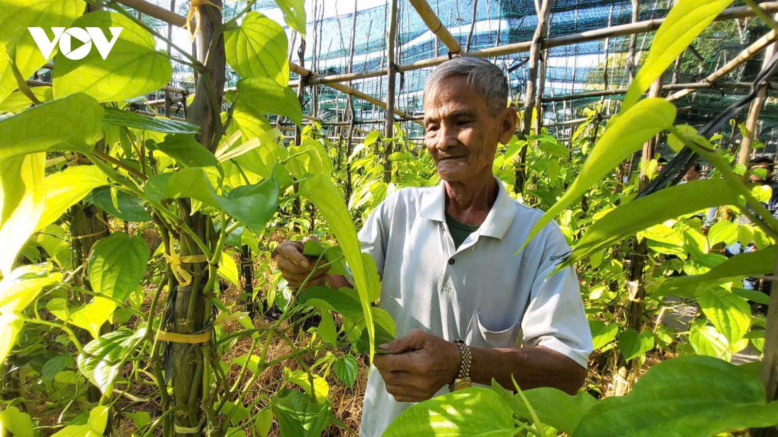 Người dân Vị Thủy thoát nghèo nhờ trồng trầu xanh