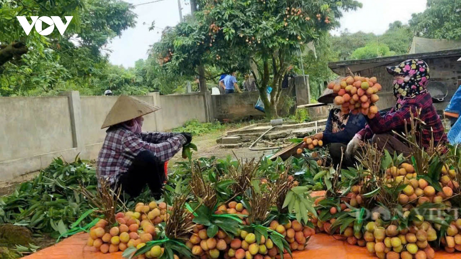 Thanh Hà mùa vải thiều sớm với kỳ vọng bứt phá xuất khẩu