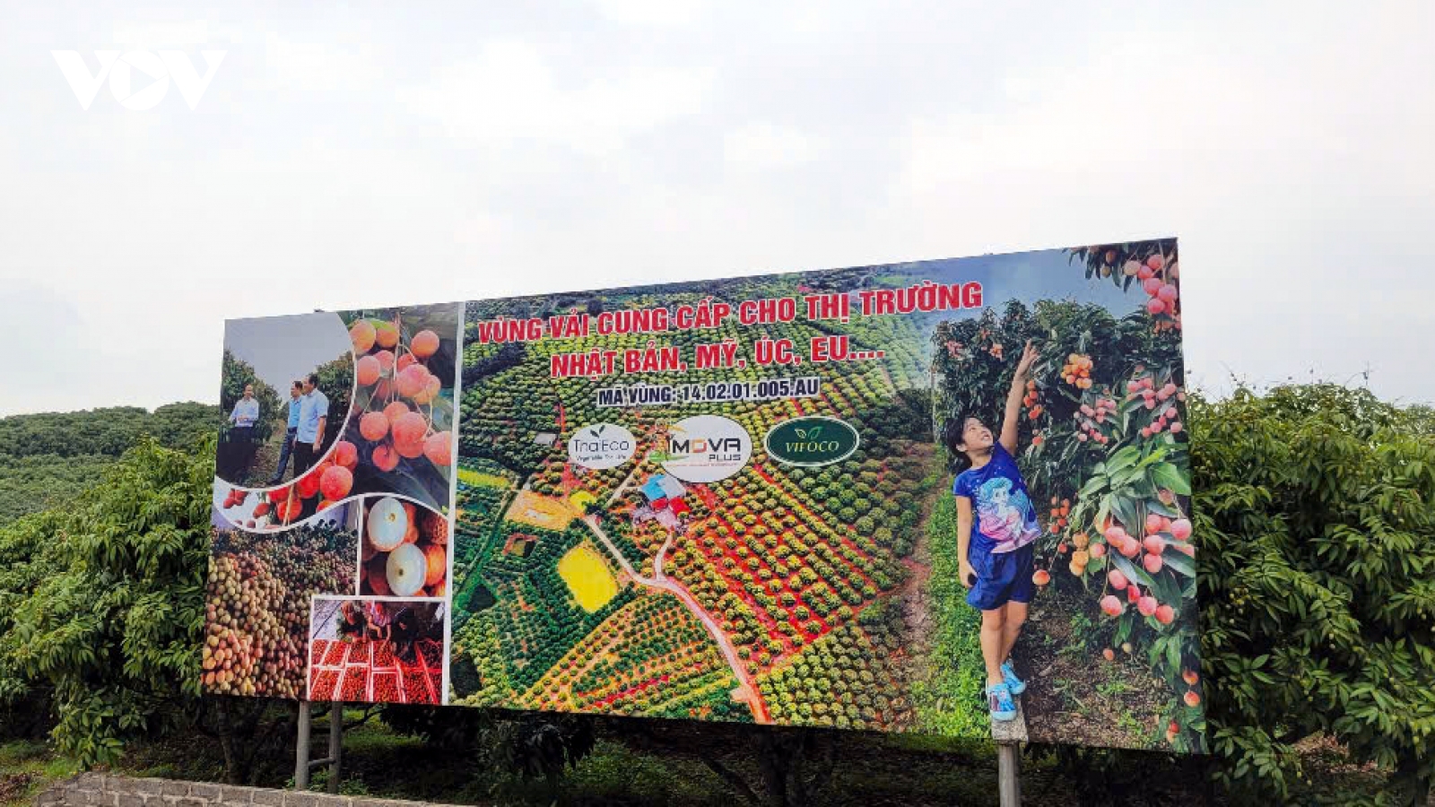 Tân Yên (Bắc Giang) quảng bá vải thiều chín sớm, mở rộng thị trường tiêu thụ