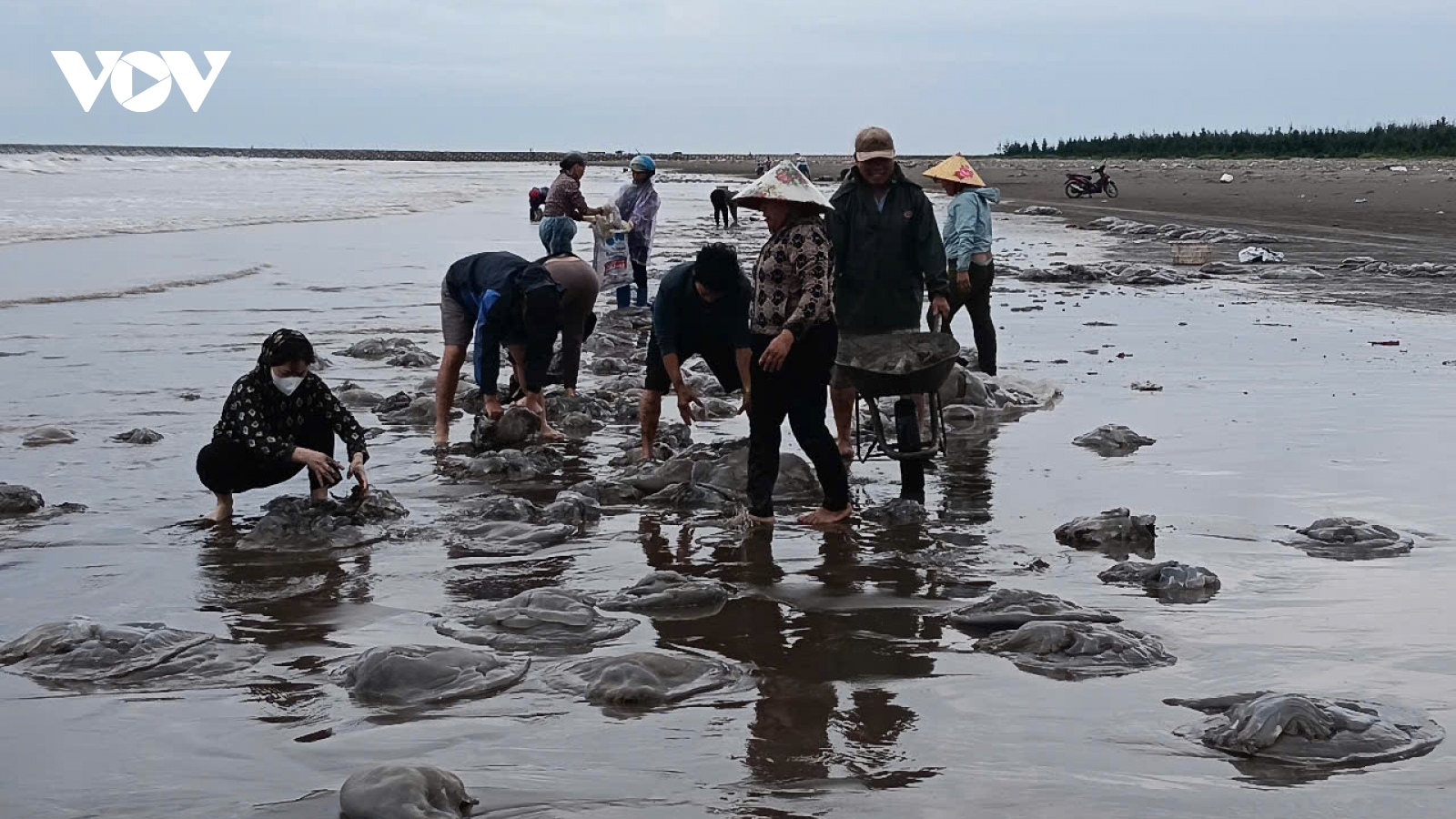 Sứa dạt vào bờ sau gió mùa, chỉ 2 tiếng thu hơn chục tấn