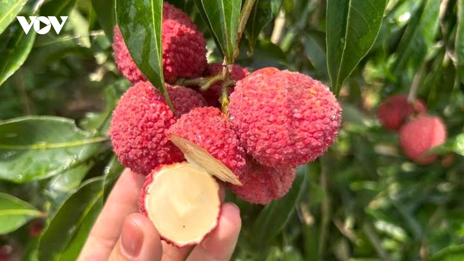 Vải thiều không hạt Trung Quốc đổ bộ chợ Việt, giá 700.000 đồng/kg