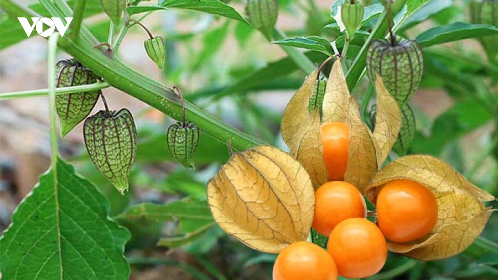 Quả dại mọc ven đường được tìm mua làm "thuốc quý" dù giá đắt đỏ