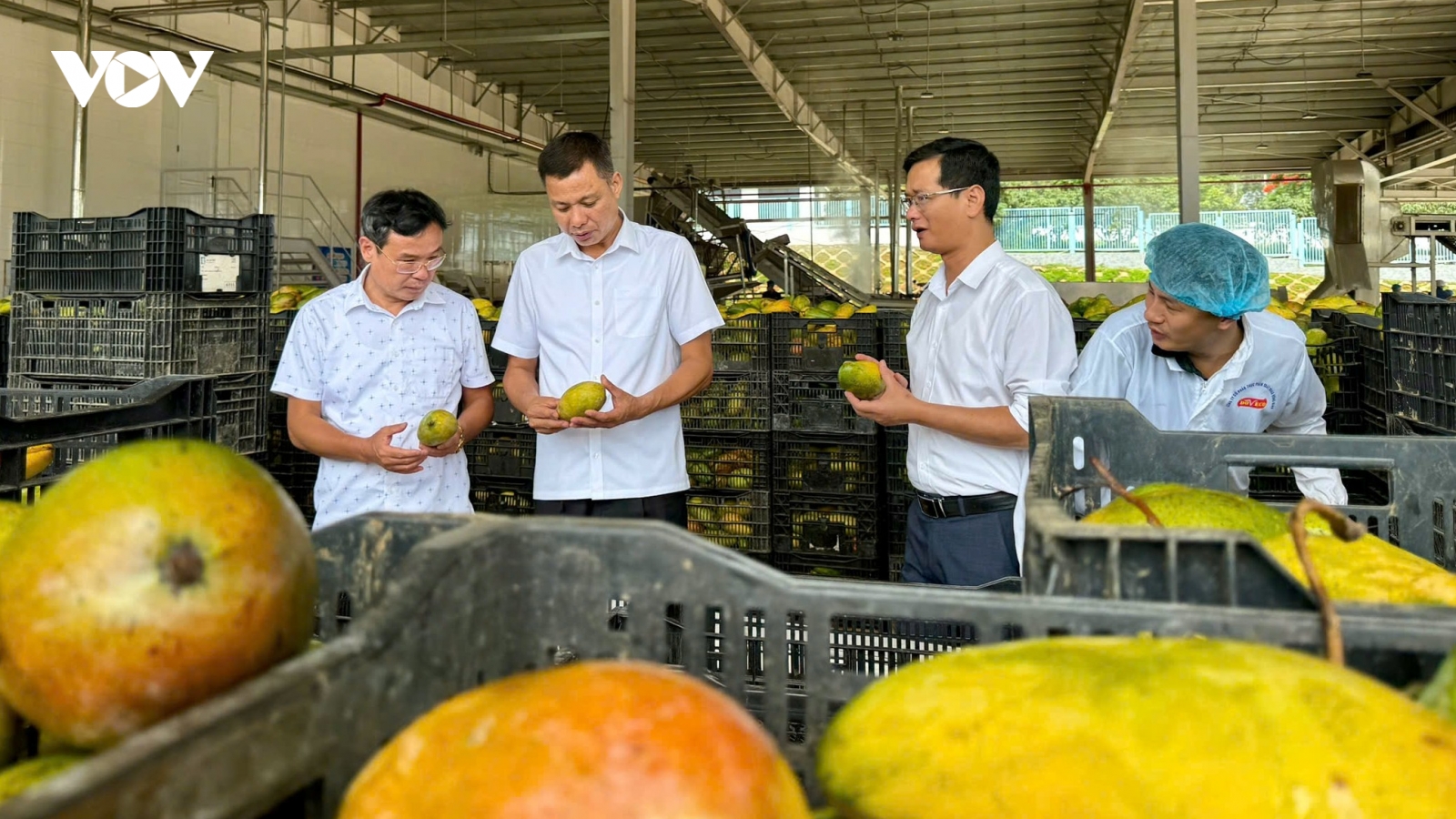 Sơn La làm gì để tiêu thụ ổn định trái cây chính vụ?