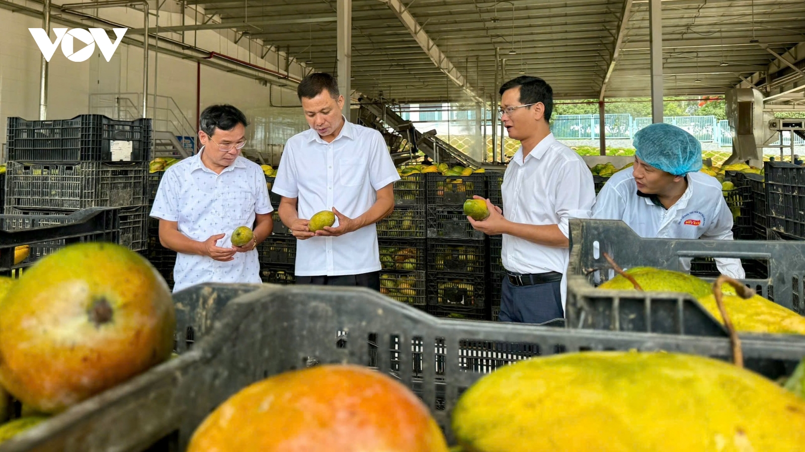 Sơn La làm gì để tiêu thụ ổn định trái cây chính vụ?