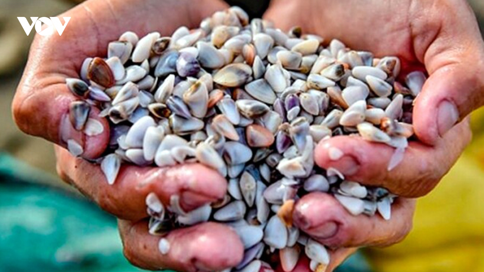 Người dân Nam Định đổ xô săn “lộc biển”, kiếm tiền triệu mỗi ngày