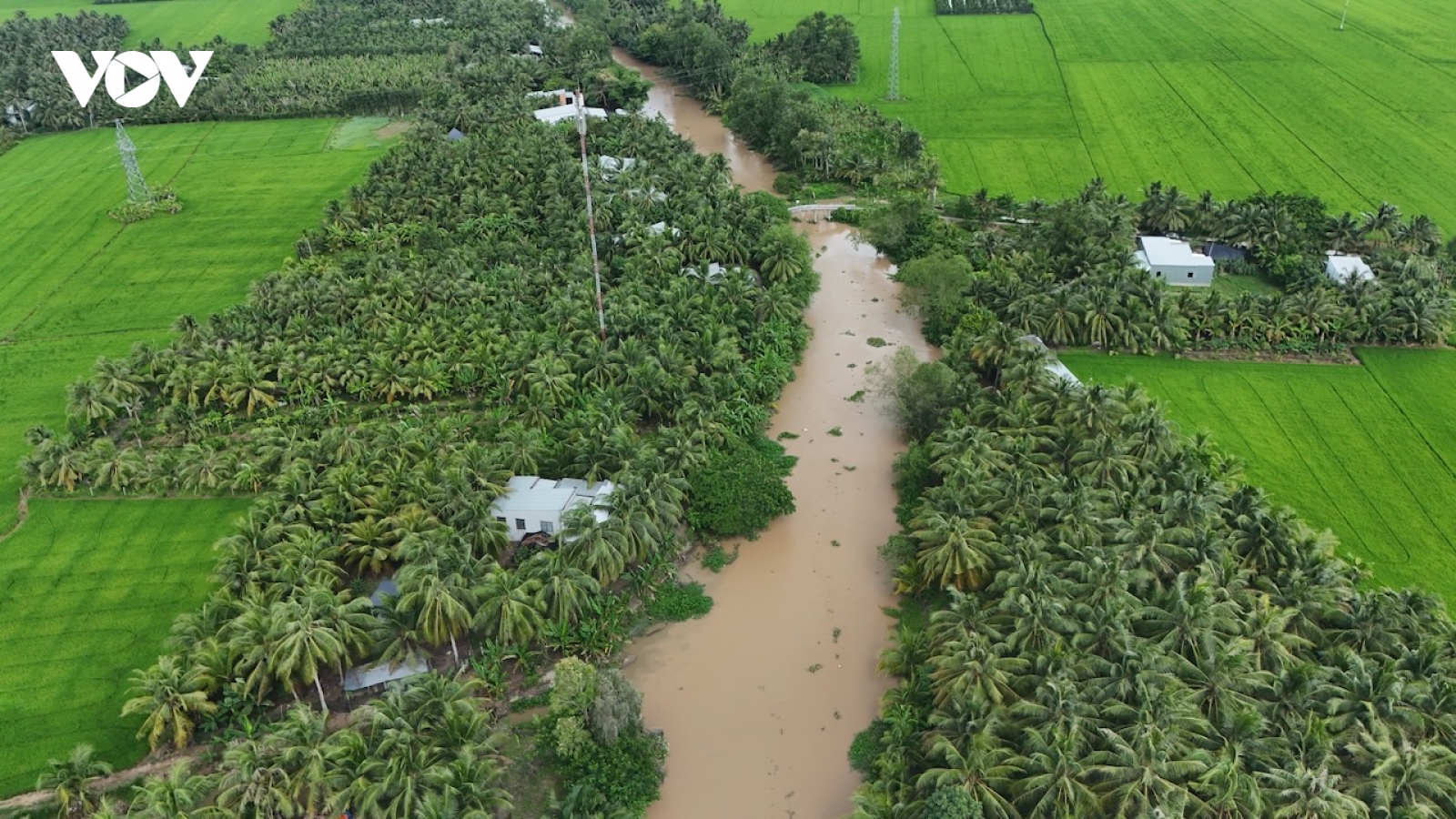Giá dừa tăng kỷ lục, người Trà Vinh phấn khởi sau nhiều mùa lỗ vốn