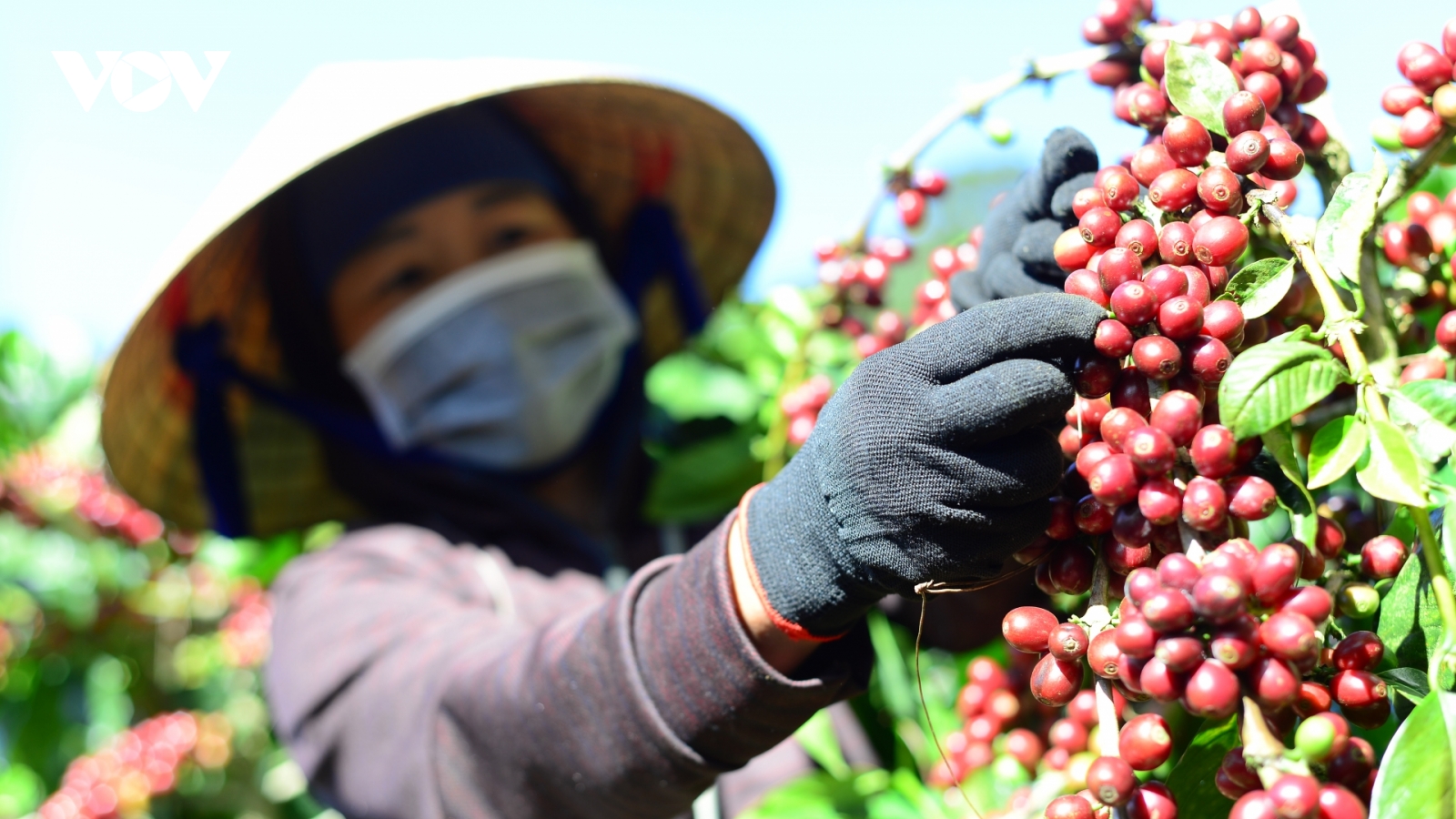 Thúc đẩy sử dụng thuốc bảo vệ thực vật có trách nhiệm tại Tây Nguyên