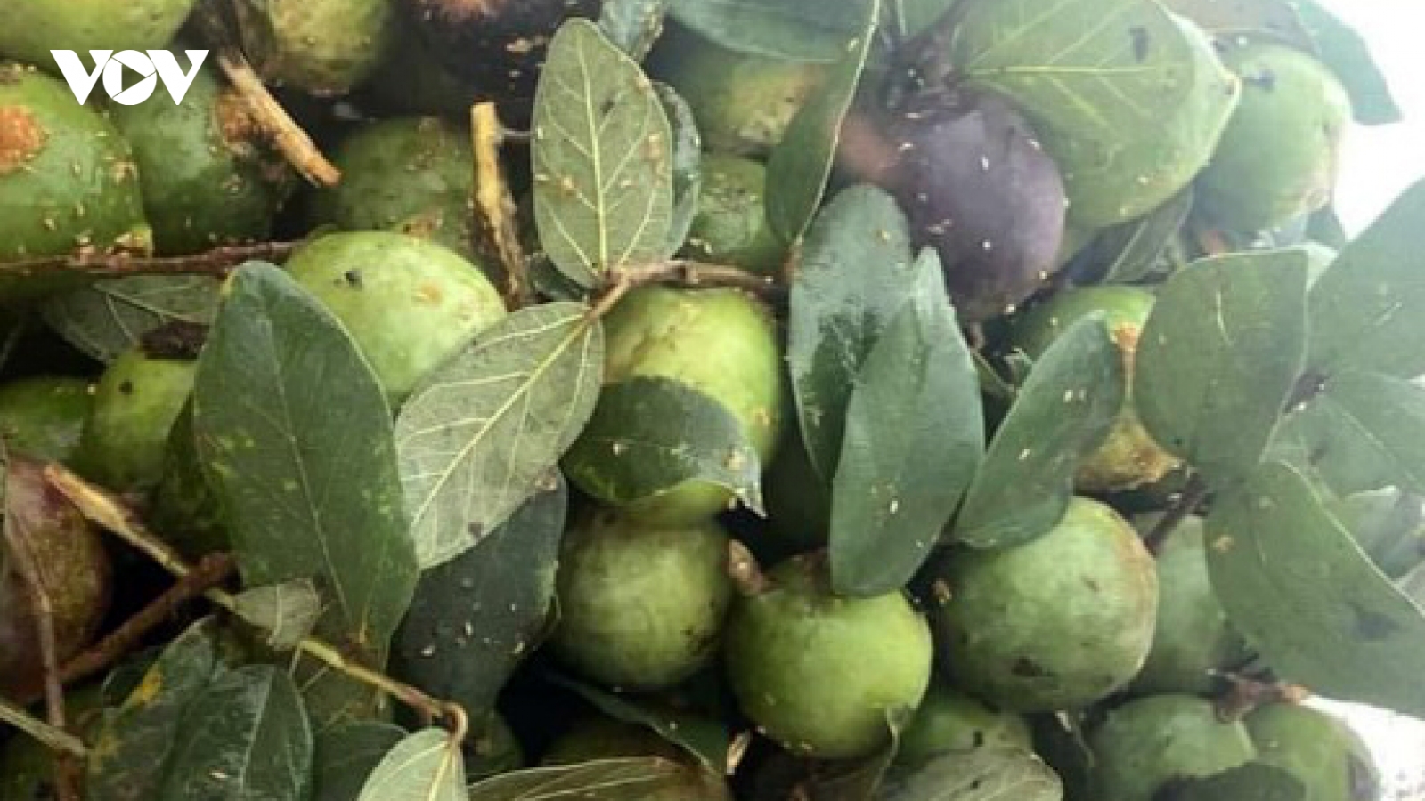 Loại quả rừng ở Cao Bằng cháy hàng vào mùa Hè