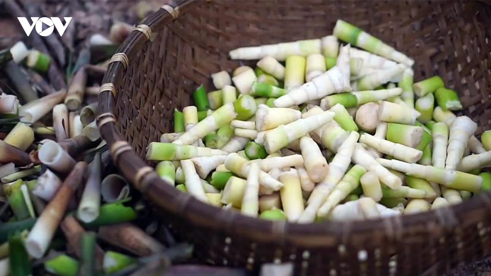 Đặc sản không cần trồng vẫn thu hái quanh năm có giá 250.000 đồng/kg