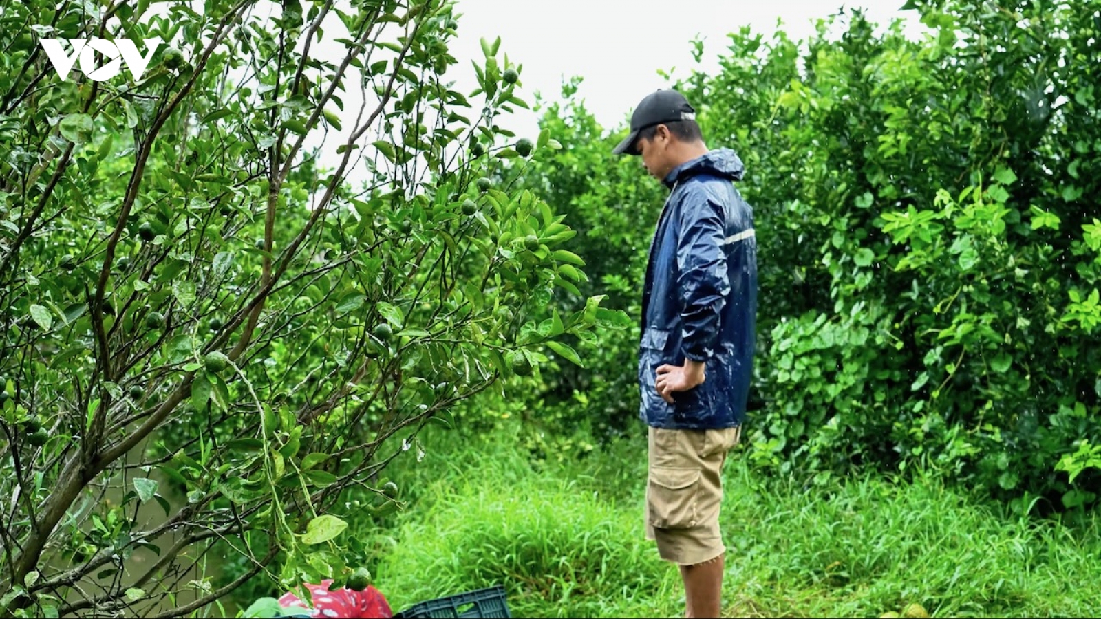 Cam Trà Vinh rớt giá thảm, nông dân khóc ròng vì lỗ nặng