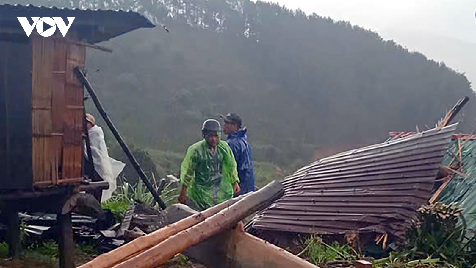 Mưa gió gây thiệt hại vùng trồng sâm Ngọc Linh ở Kon Tum