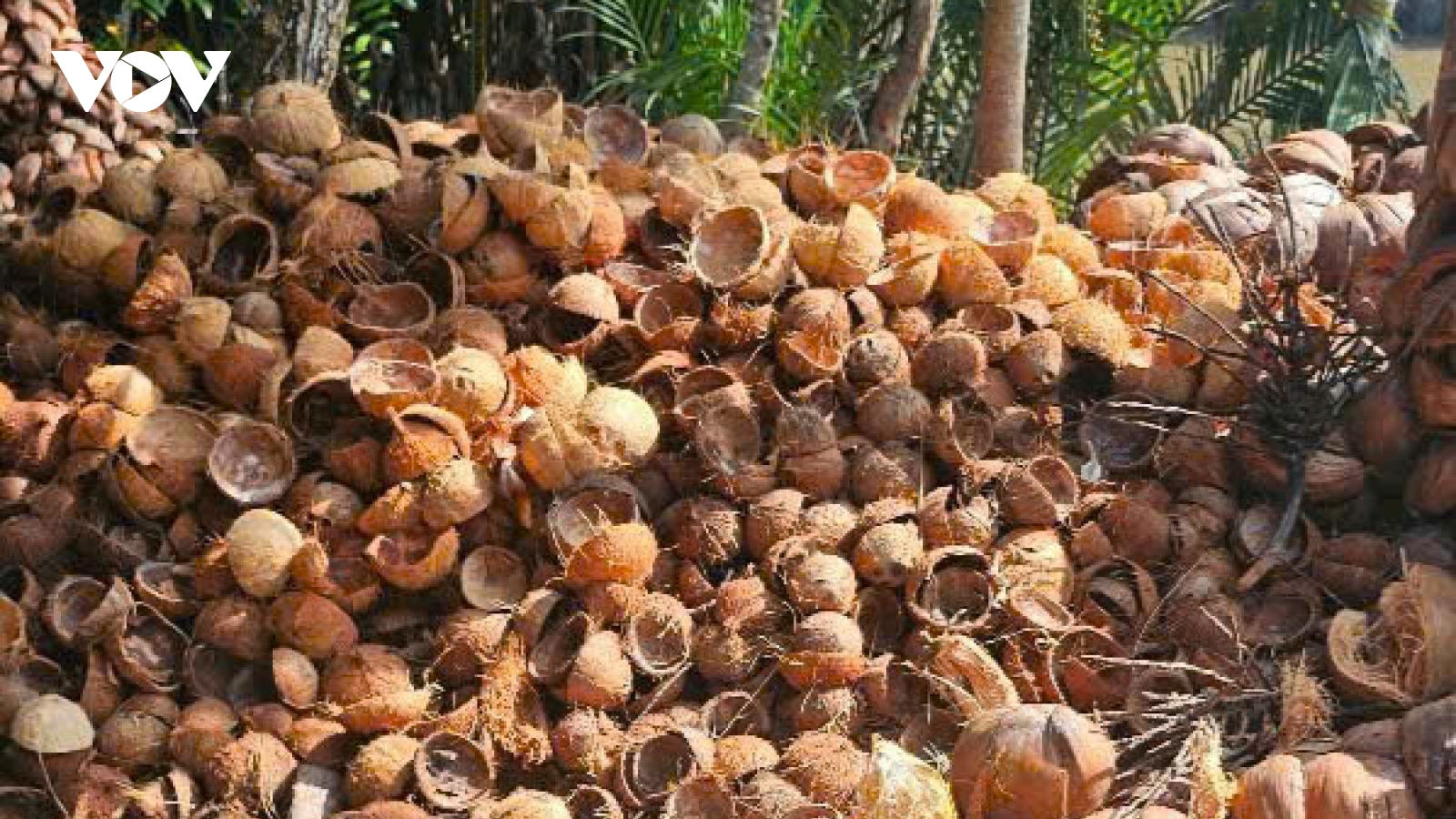 Bến Tre kiên quyết xử lý các lò đốt than thiêu kết gây ô nhiễm môi trường