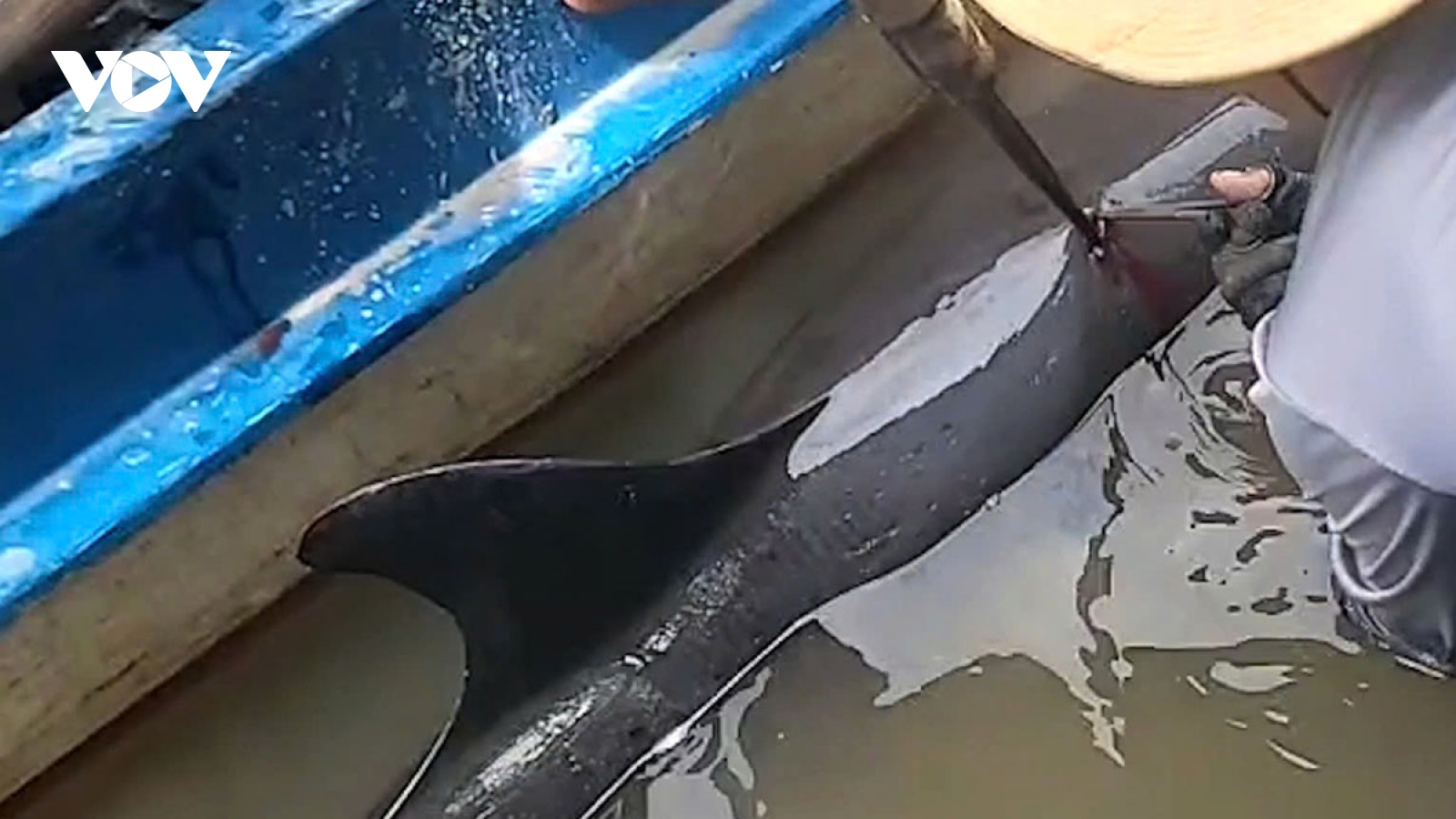Người dân Cà Mau giải cứu cá heo bị đâm khi vào sâu trong đất liền