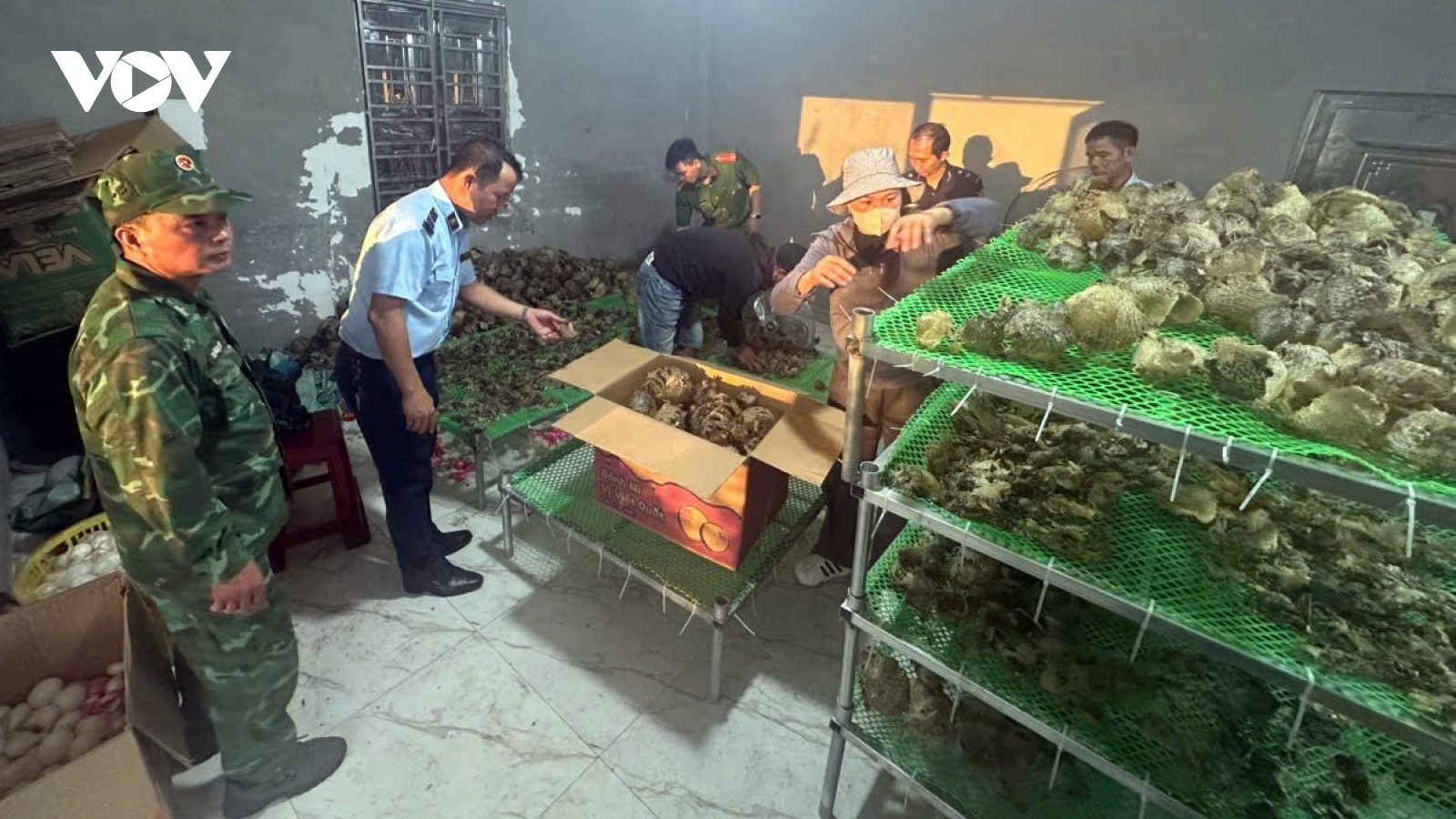 Quảng Ninh phát hiện kho hàng chứa da cá nóc sấy khô không rõ nguồn gốc