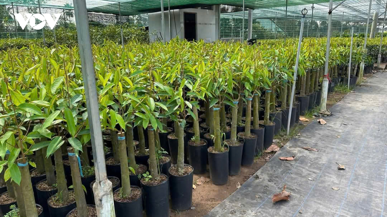 Giống cây trồng ở Tiền Giang, Bến Tre hút hàng, nhiều loại giá cao, khan hiếm