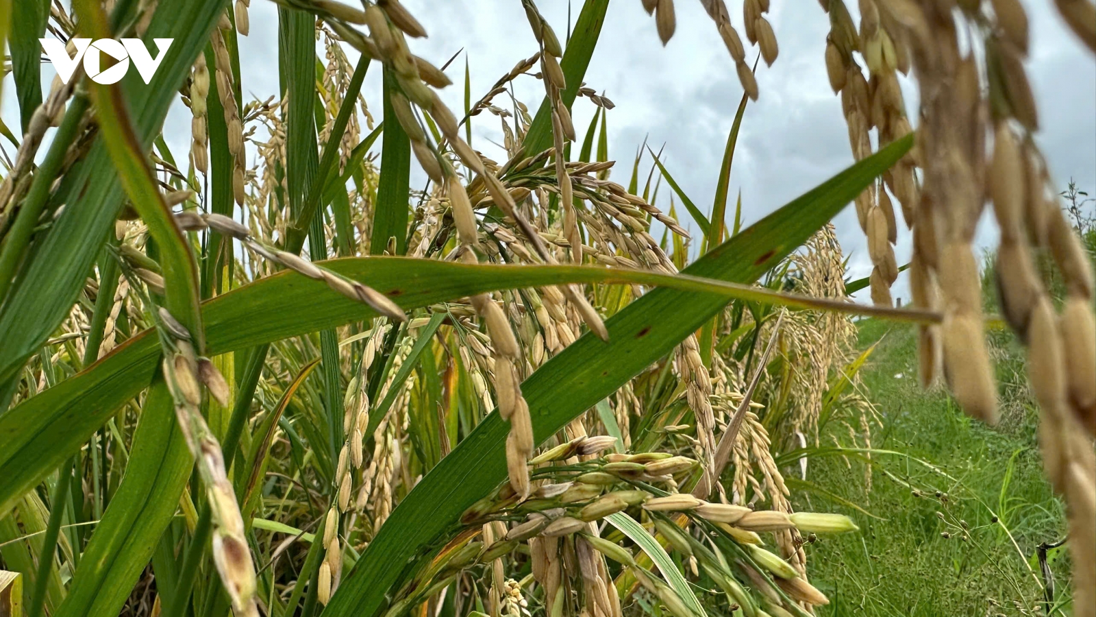 Cơ hội lớn để định hình lại ngành hàng lúa gạo Việt Nam