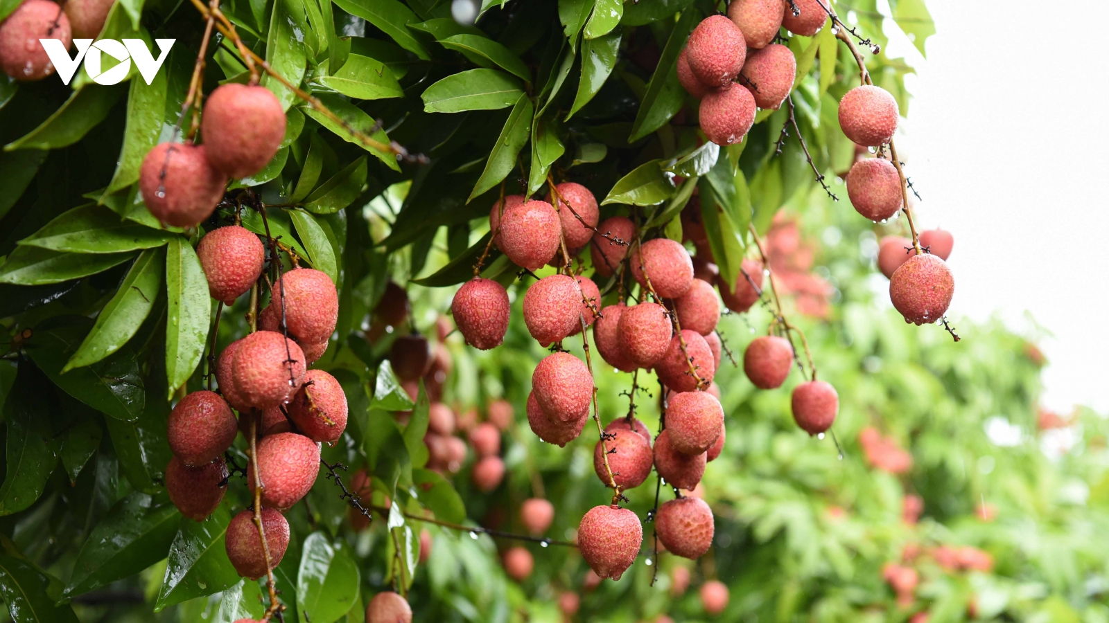 Triển khai “Tuần lễ vải thiều Lục Ngạn” tại các khu công nghiệp