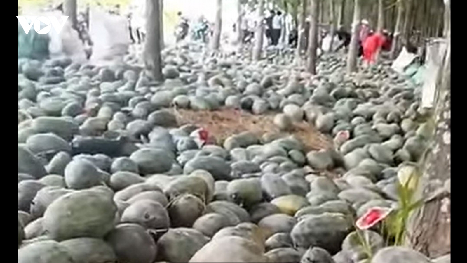 Xôn xao video người dân lấy hàng tấn dưa hấu bị bỏ trong rừng cao su