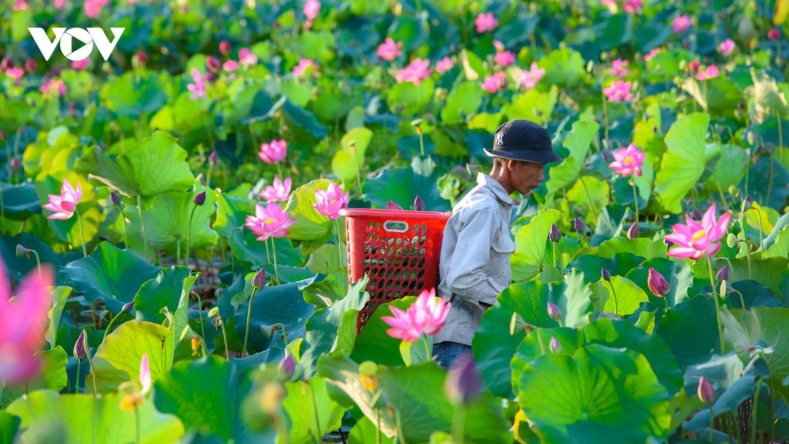 Chiêm ngưỡng vẻ đẹp bình yên đầm sen Trà Lý, Quảng Nam