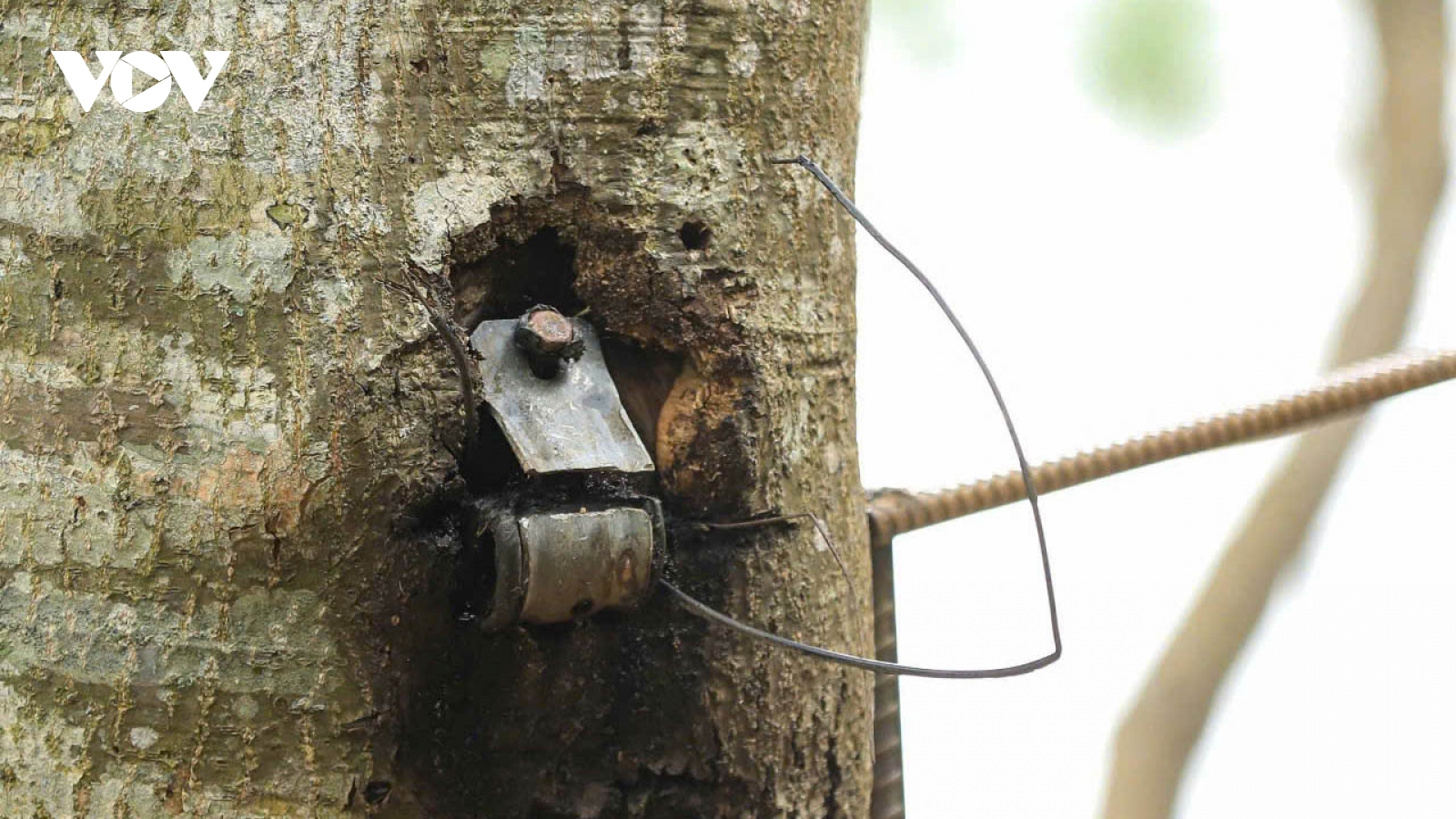 Nhiều cây thông cổ ở hồ Tuyền Lâm bị xâm hại: Cần sớm ngăn chặn