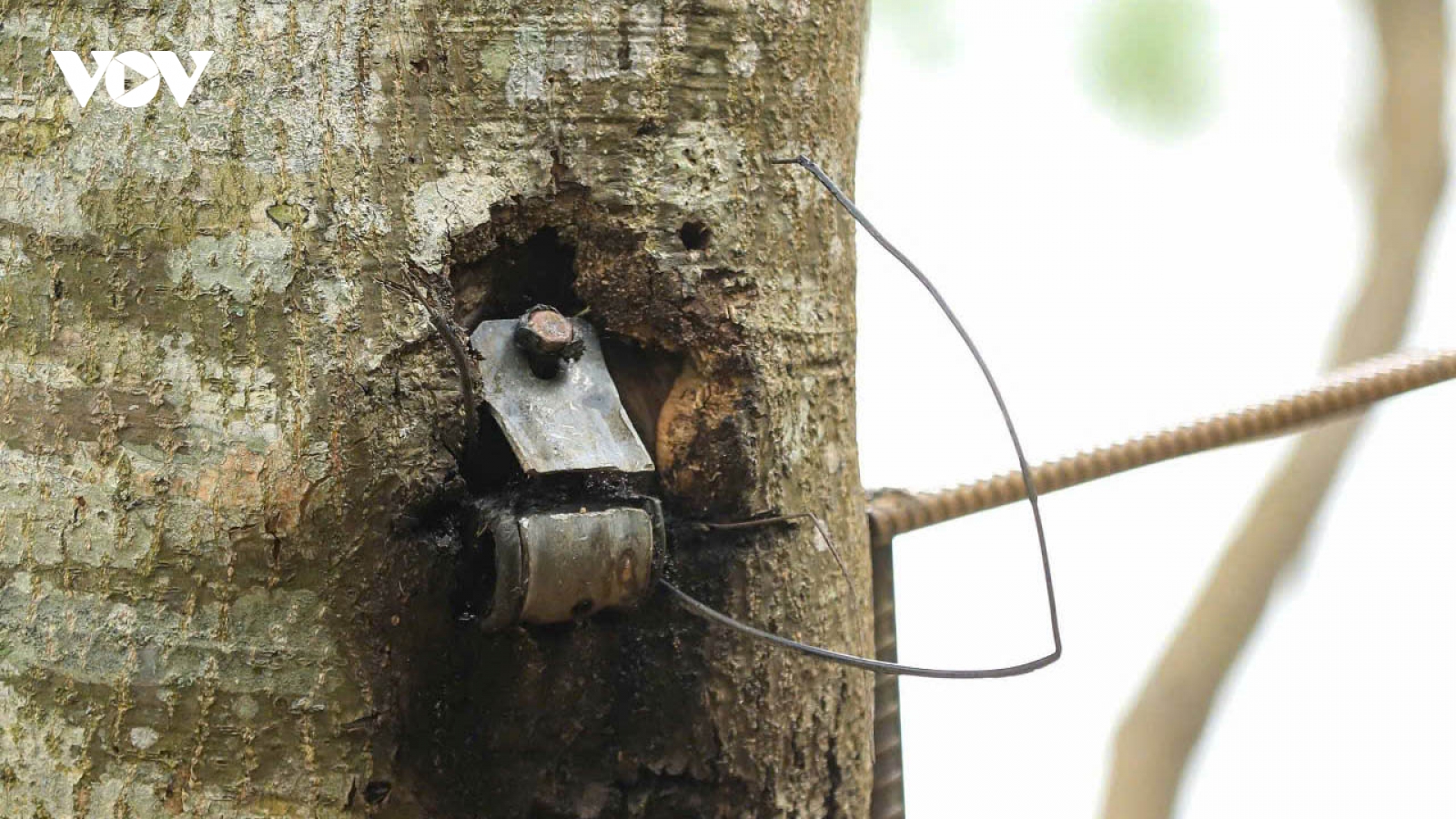Nhiều cây thông cổ ở hồ Tuyền Lâm bị xâm hại: Cần sớm ngăn chặn