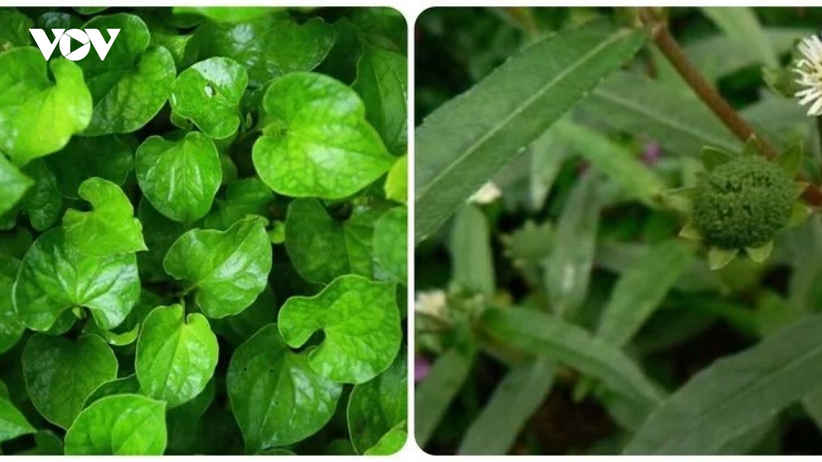 Loại lá nhiều nhan nhản uống mát gan, giải độc nhưng không phải ai cũng biết