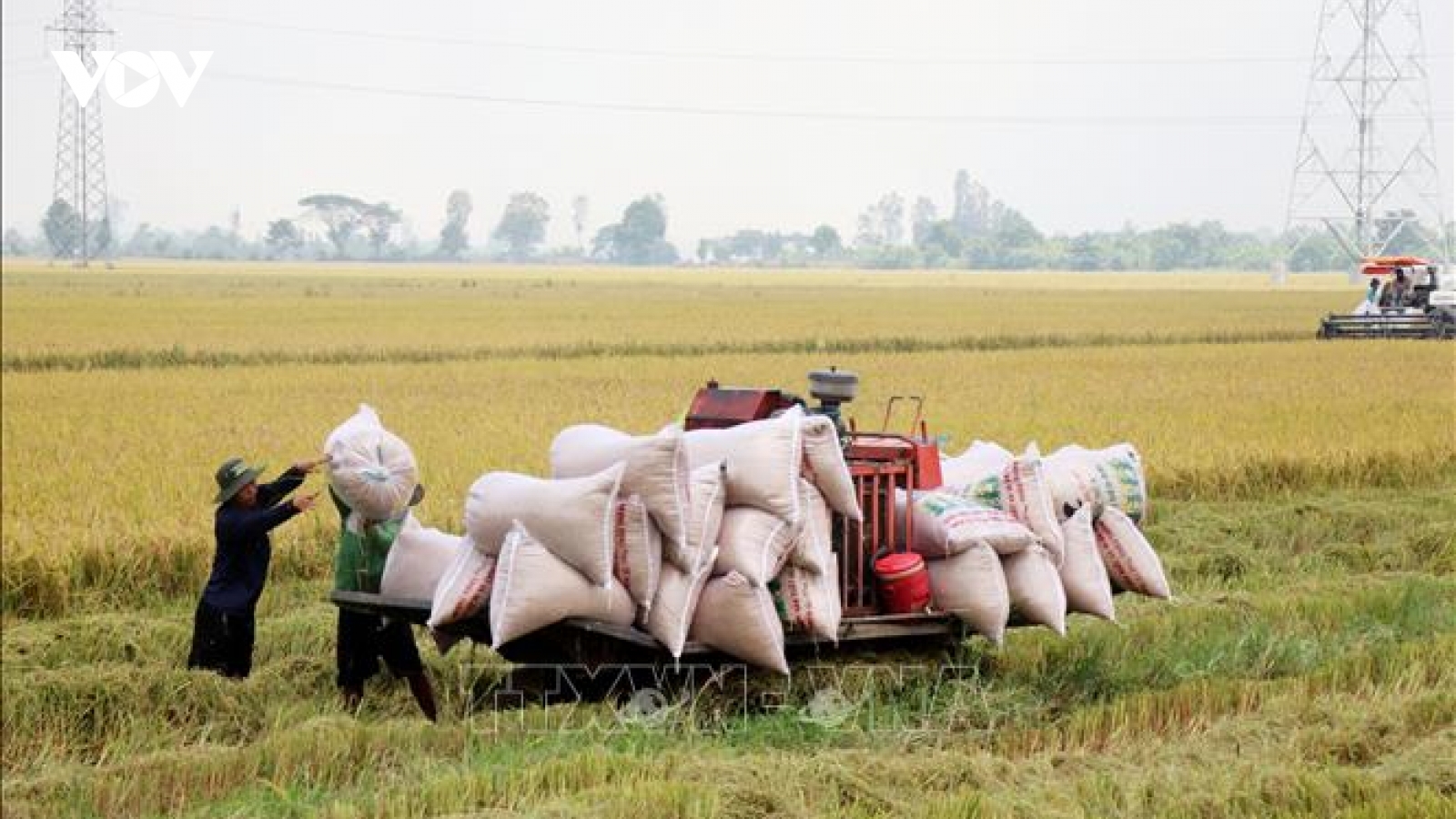 Giá lúa Hè Thu không cao, nông dân lợi nhuận thấp
