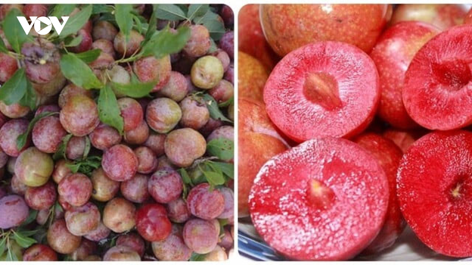 5 nhóm người nên hạn chế ăn quả mận
