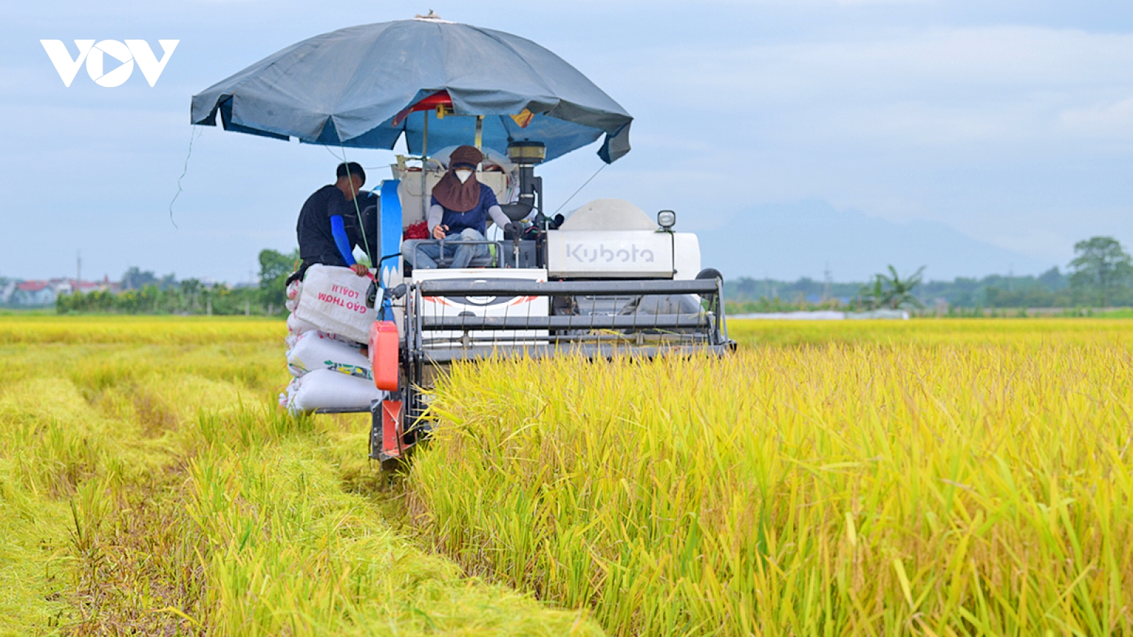 Bức tranh ngày mùa ở ngoại thành Hà Nội