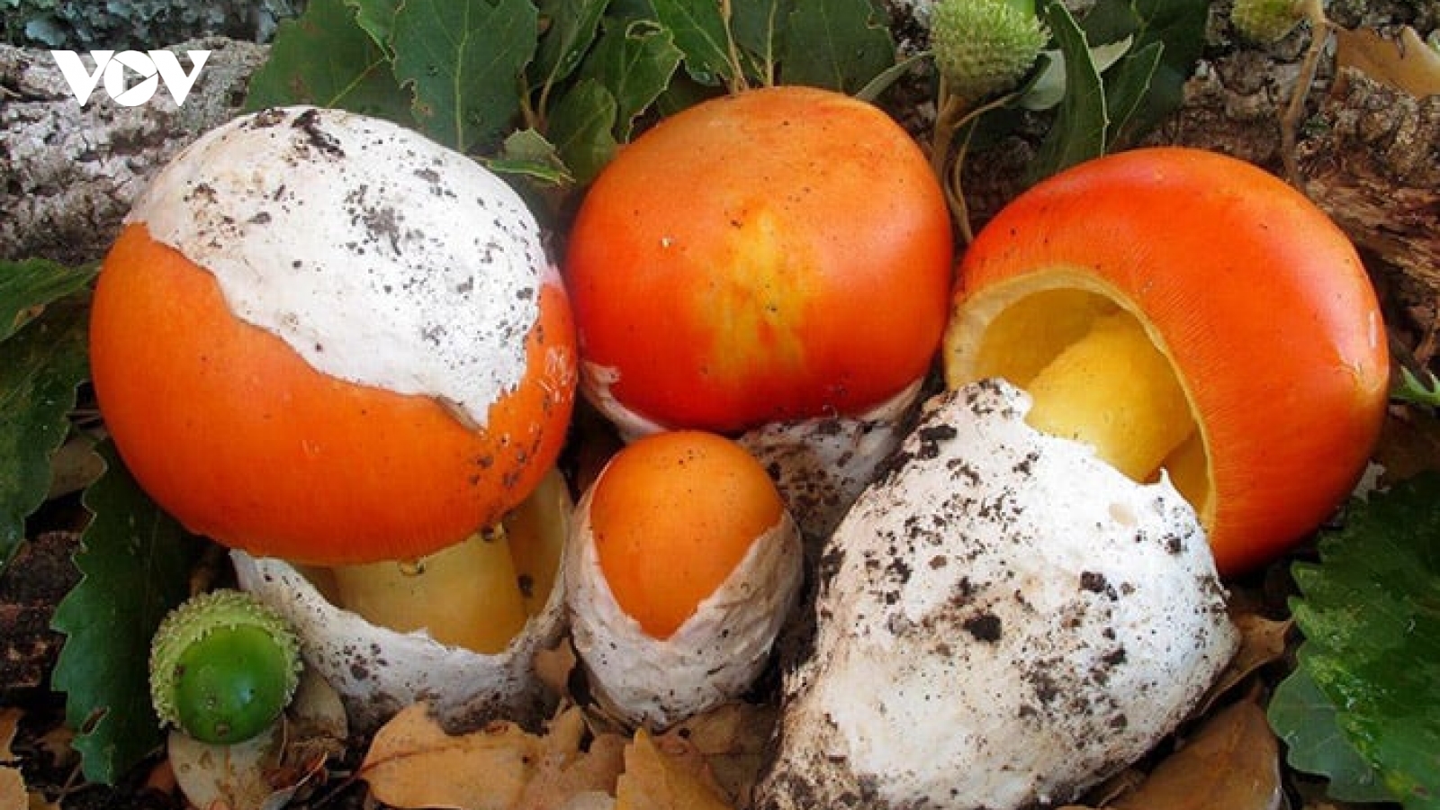 Loại nấm nhìn như lòng đỏ trứng gà, giá lên tới 300.000 đồng/kg