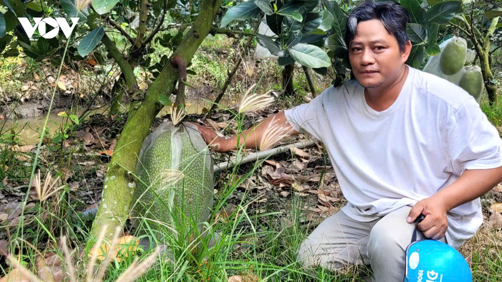 Tiền Giang: Trái mít rớt giá, nhà vườn và thương lái đều thua lỗ