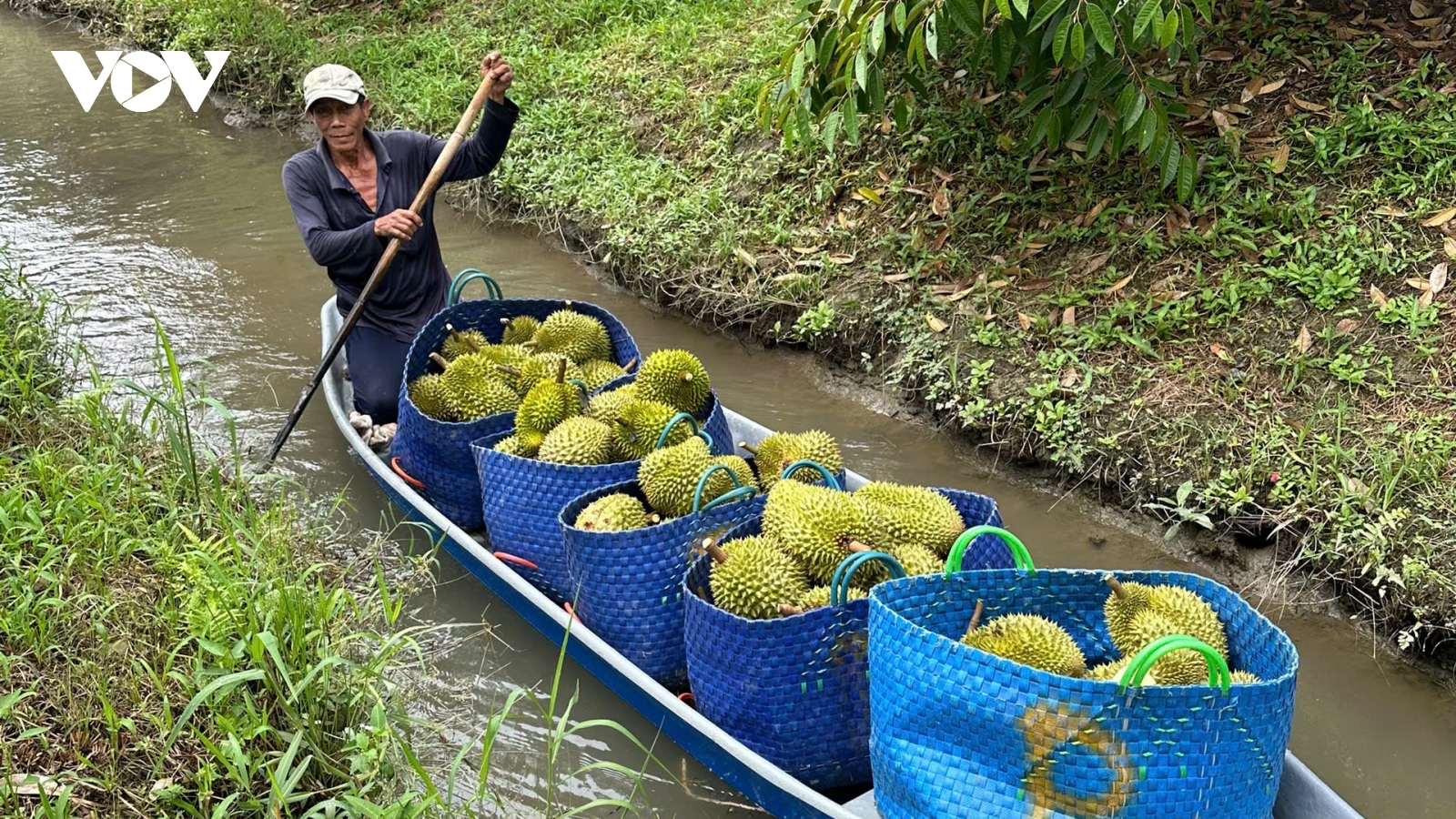Kiểm tra mô hình kiểm soát Cadimi trên trái sầu riêng tại Tiền Giang