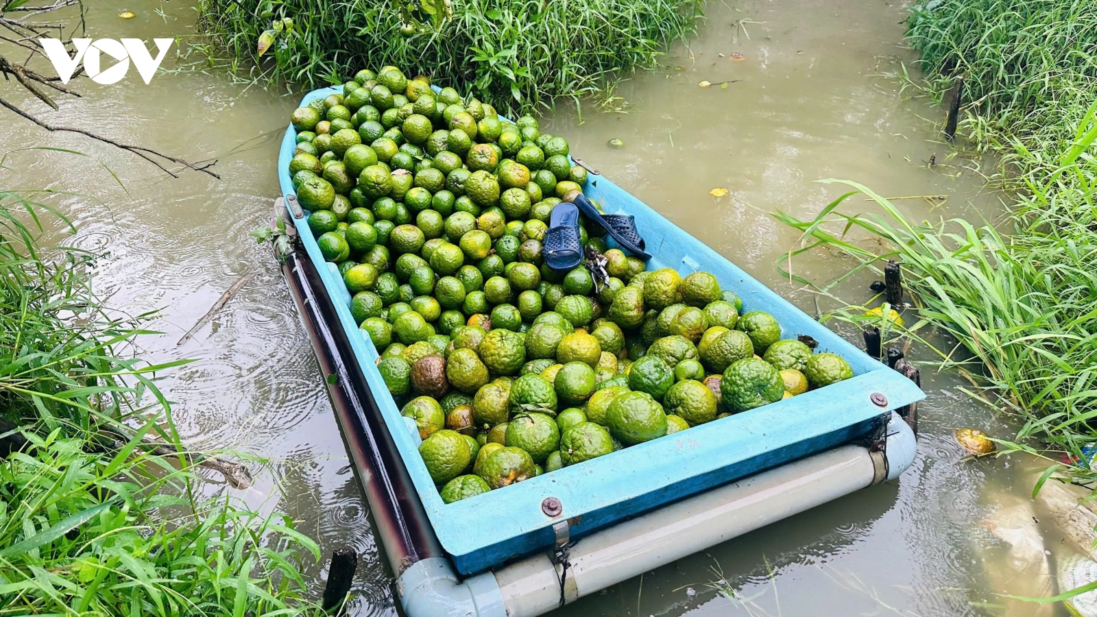 Cam Trà Vinh rớt giá thảm, nông dân khóc ròng vì lỗ nặng