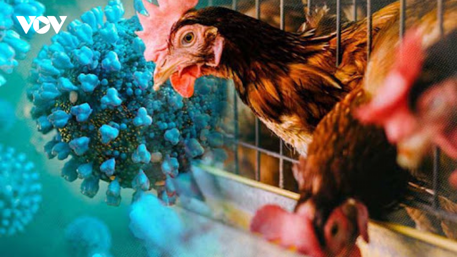 Campuchia ghi nhận ca nhiễm cúm gia cầm H5N1 thứ 12 ở người trong năm 2025