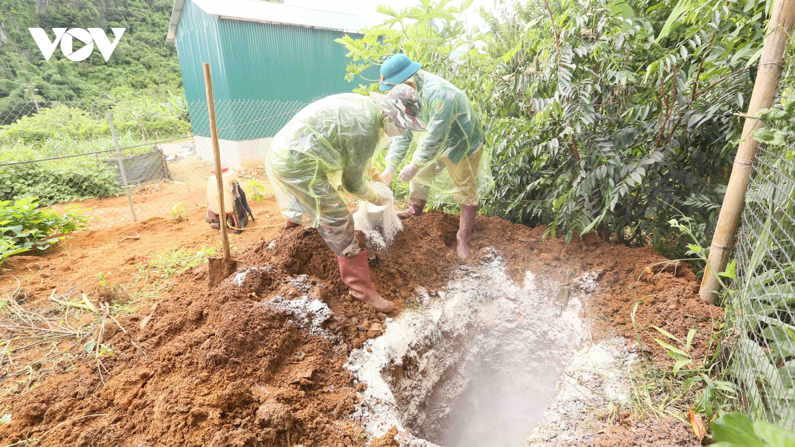 Sơn La có hơn 1.000 con lợn mắc bệnh tả lợn Châu Phi