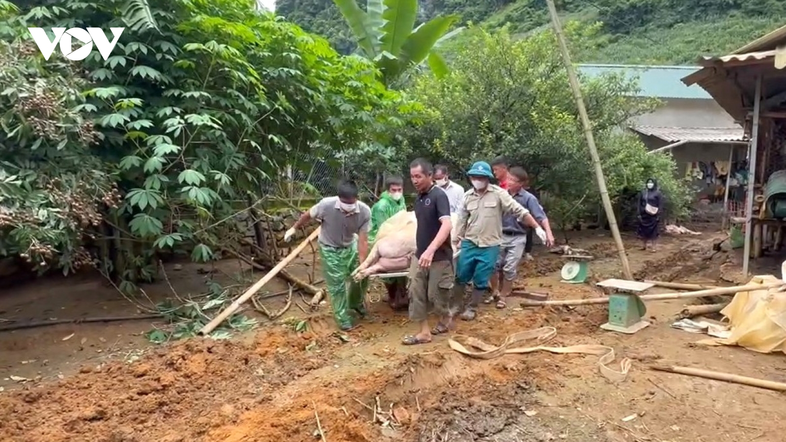 Sản xuất nông nghiệp an toàn trong mùa mưa lũ ở Sơn La