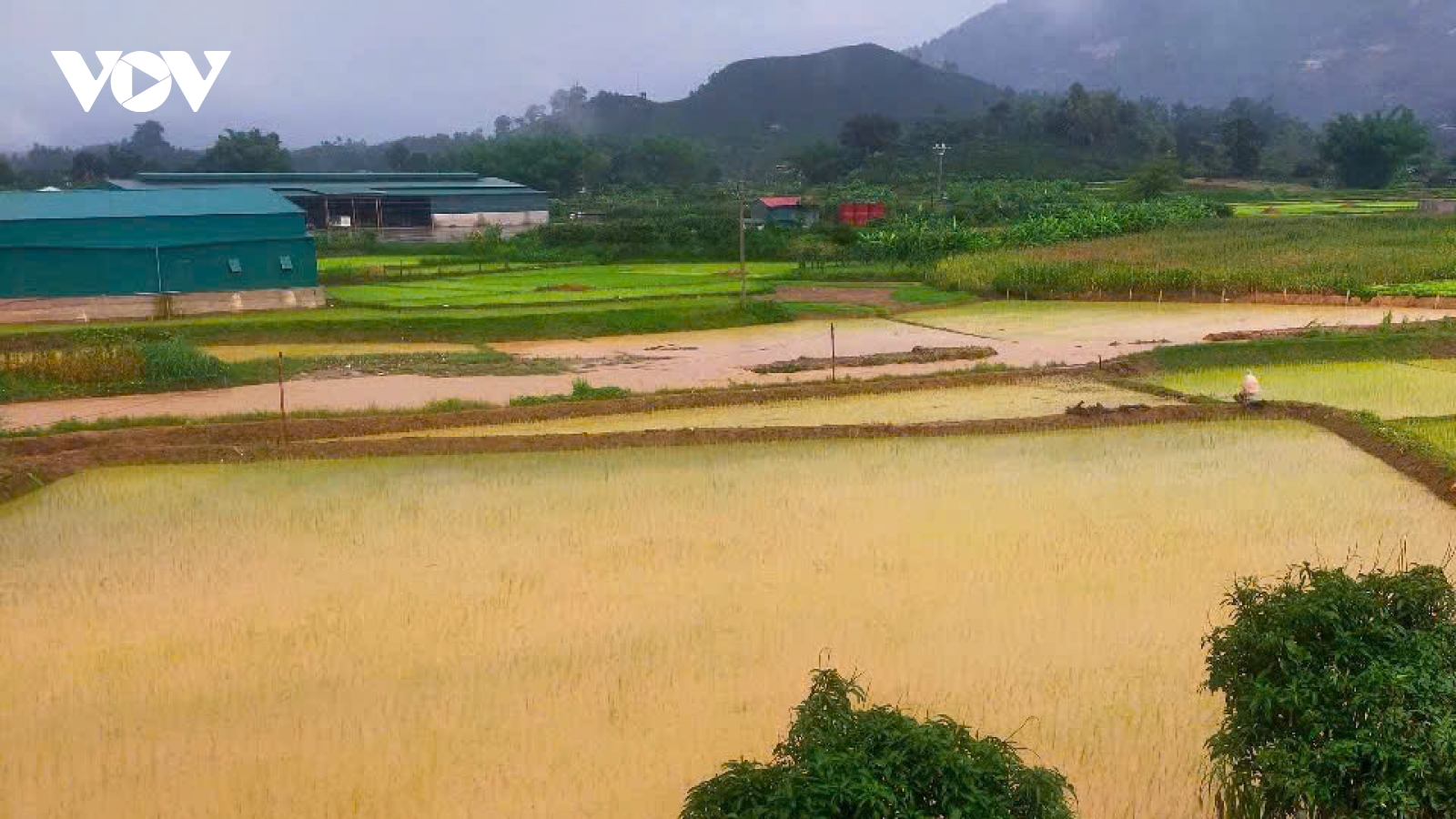 Ruộng lúa ngập úng, sạt lở giao thông do mưa lớn tại Sơn La