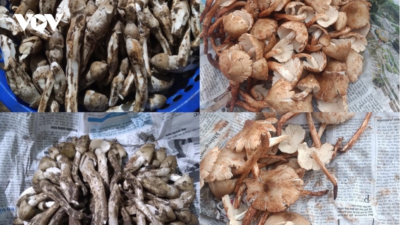 Vàng "nâu" của Đồng Nai được săn lùng, giá hơn 1 triệu đồng/kg