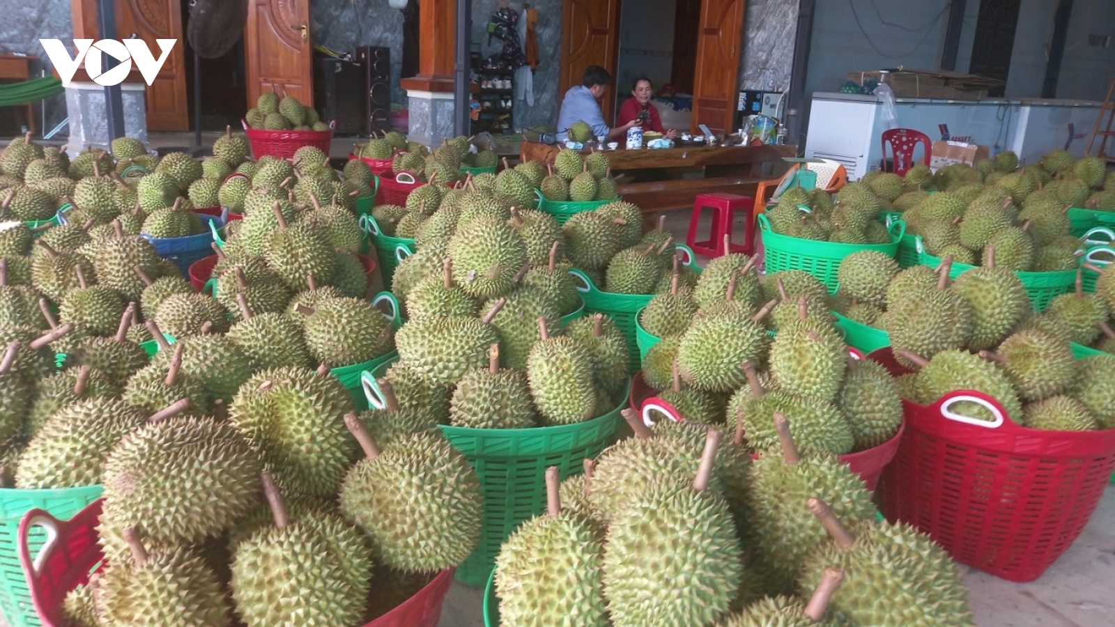 Giữ vị thế trái sầu riêng Khánh Hòa giữa áp lực thị trường và thời tiết