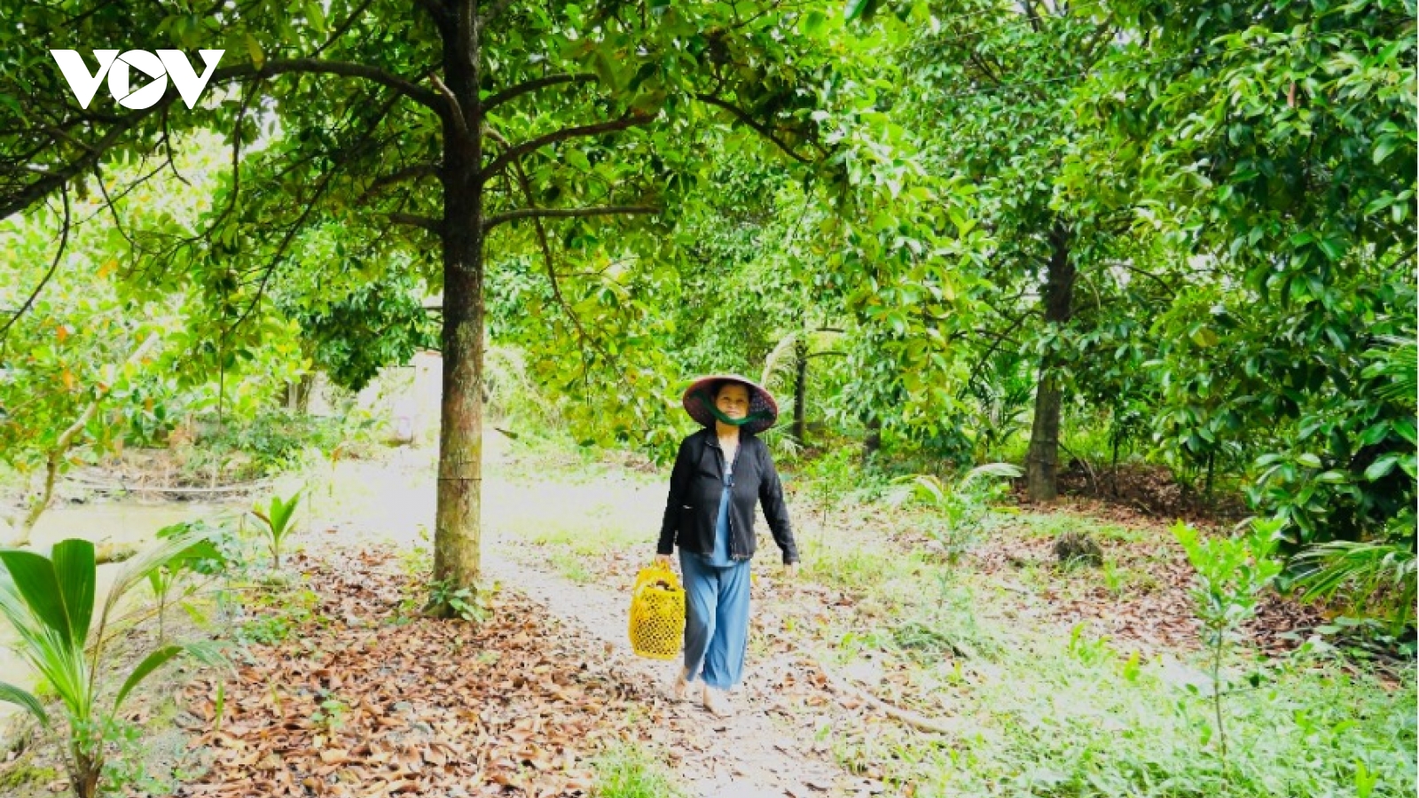 Măng cụt mất mùa, giá cao nhưng nông dân vẫn "thiệt kép"
