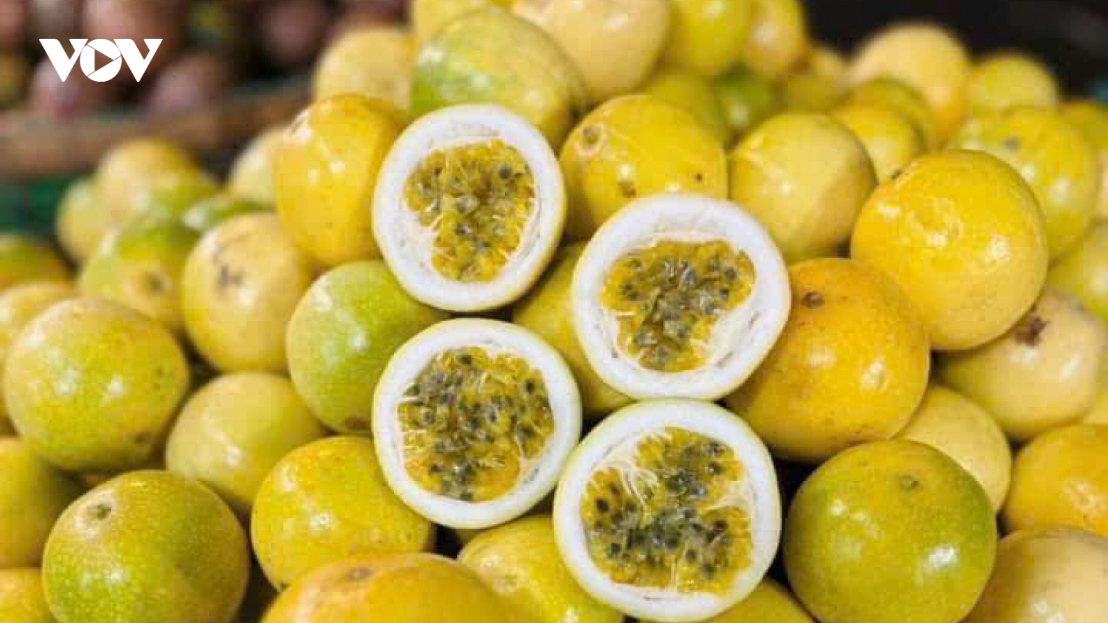 Chị em lùng mua loại chanh lạ, ngọt thanh, thơm mùi ổi chín
