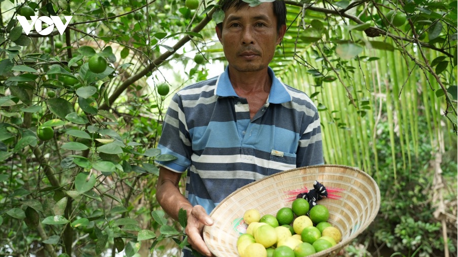 Giá chanh lao dốc, nông dân Vĩnh Long điêu đứng