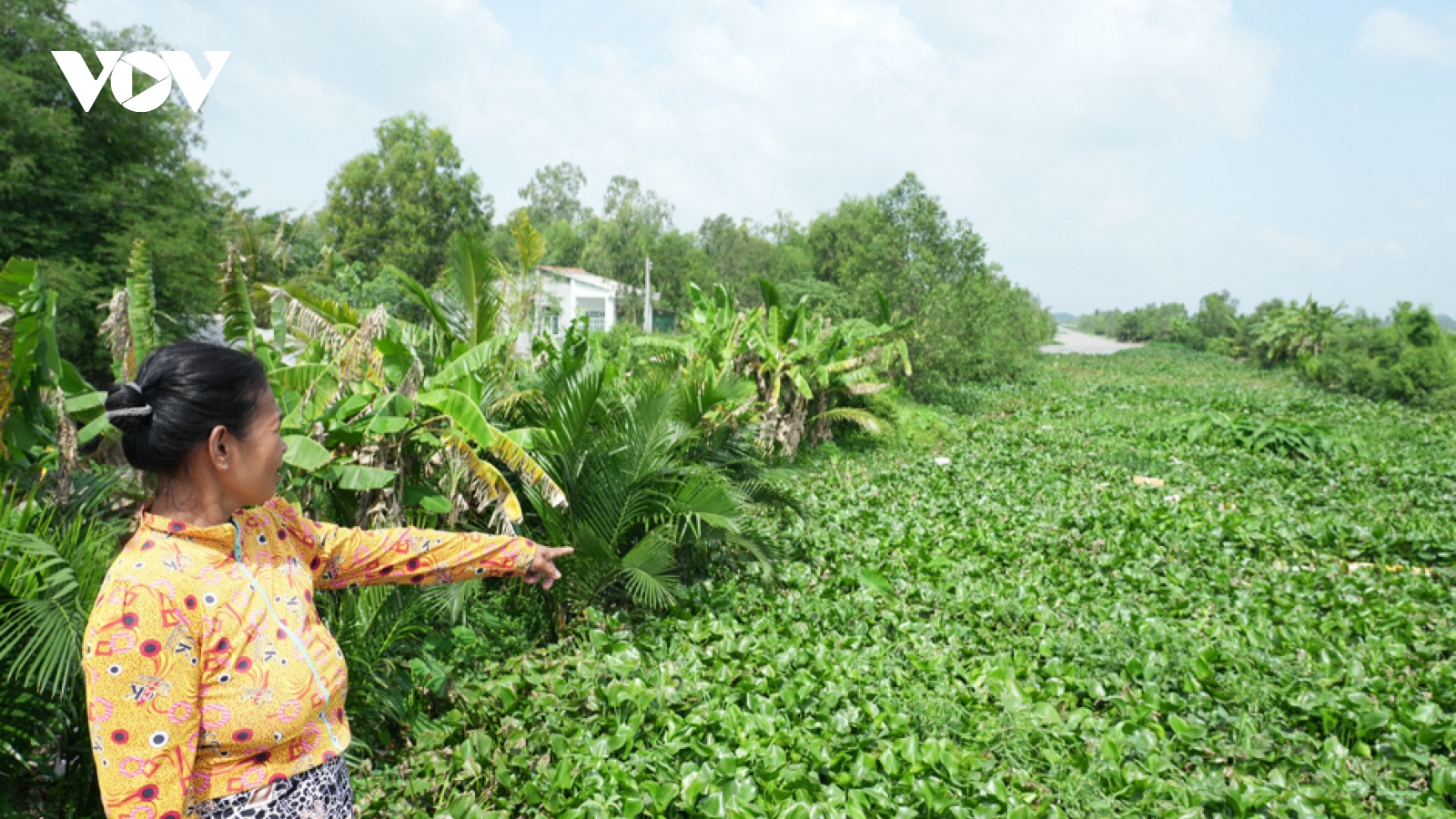 Lục bình "bủa vây" kênh, rạch cản trở tưới tiêu, vận chuyển nông sản ở Vĩnh Long